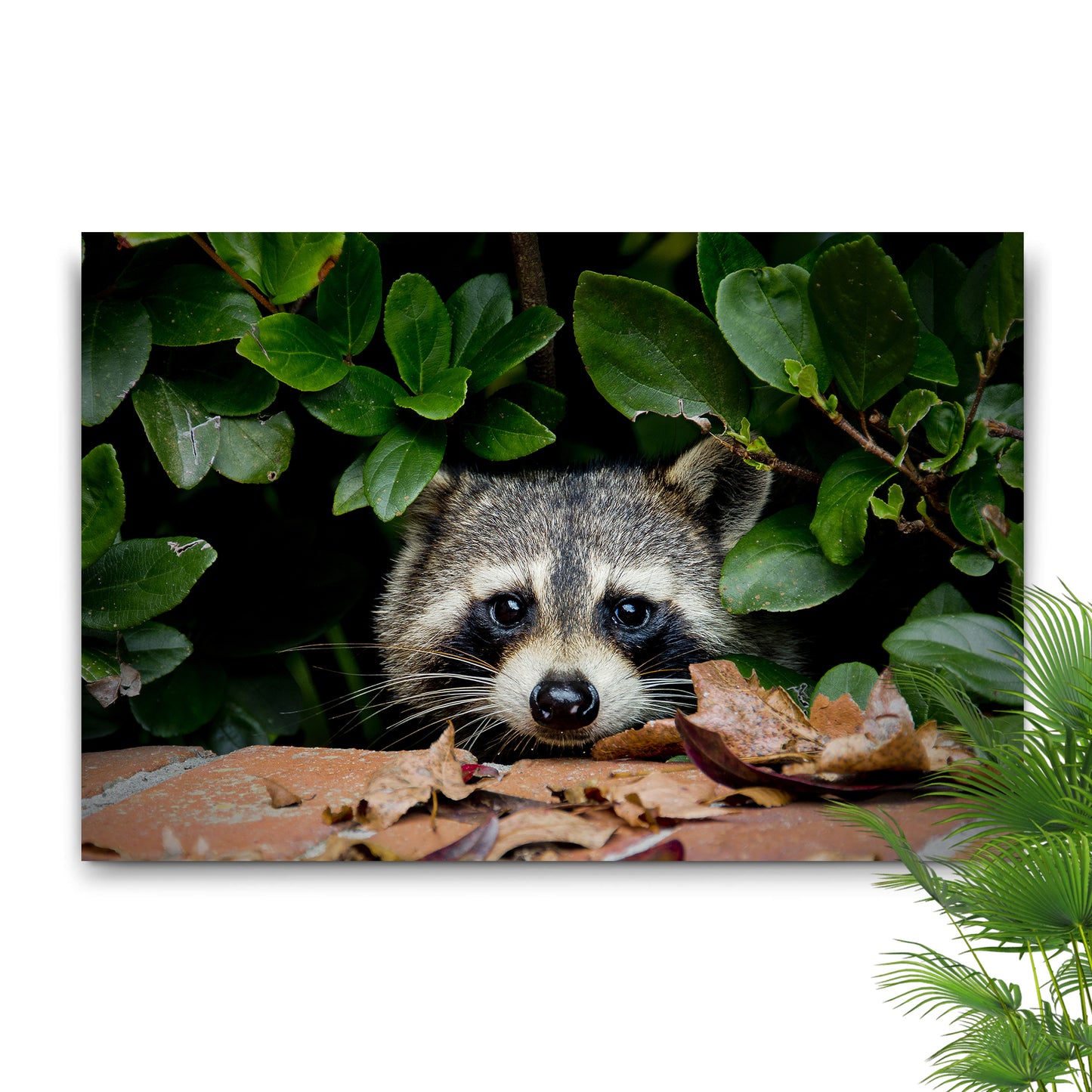 Animals Forest Raccoon Peek A Boo Canvas Wall Art Style 1 - Image by Tailored Canvases 