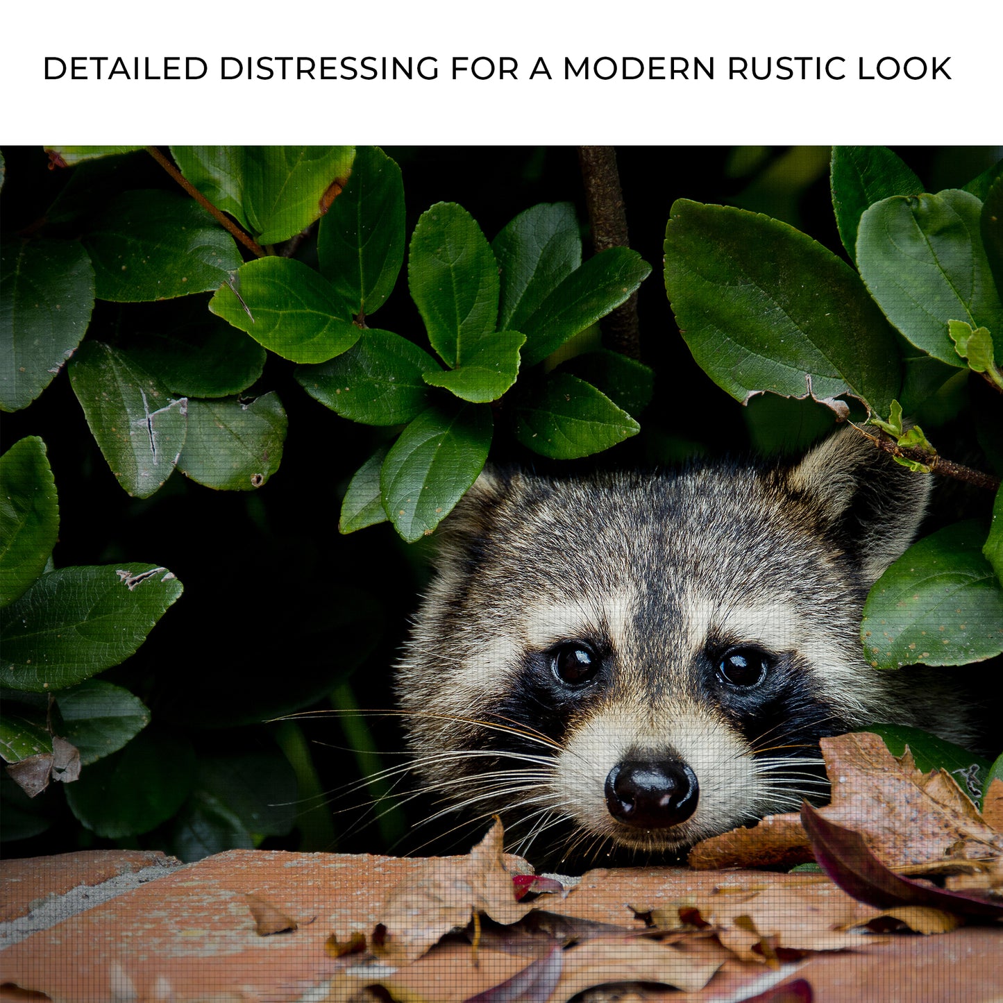 Animals Forest Raccoon Peek A Boo Canvas Wall Art Zoom - Image by Tailored Canvases 