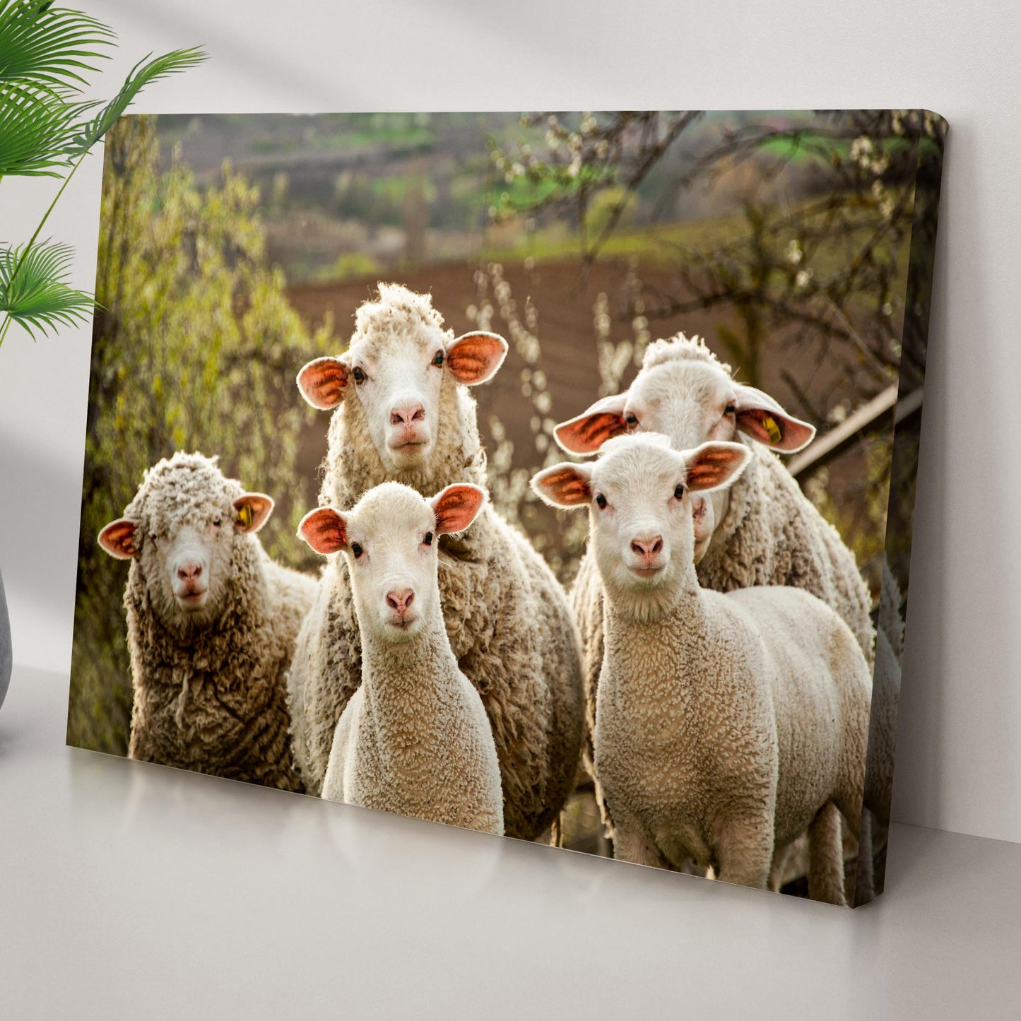 Curious Sheep Canvas Wall Art Style 1 - Image by Tailored Canvases
