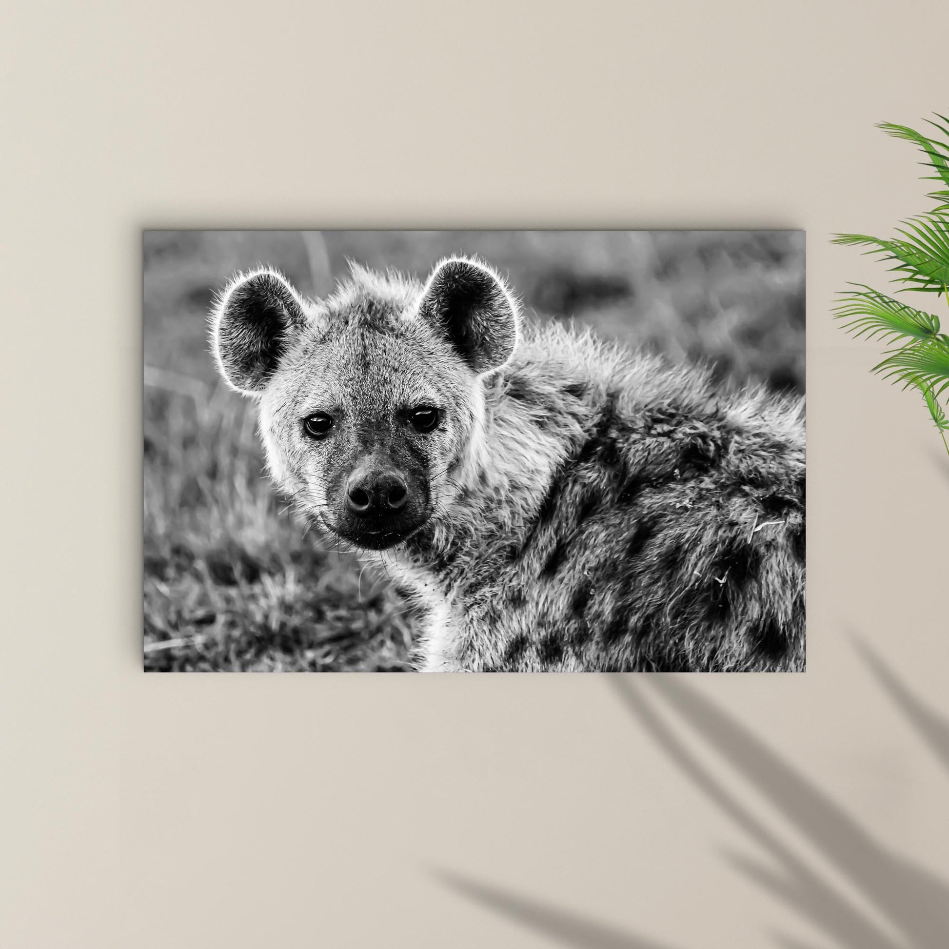 Hyena in Black and White Canvas Wall Art Style 1 - Image by Tailored Canvases