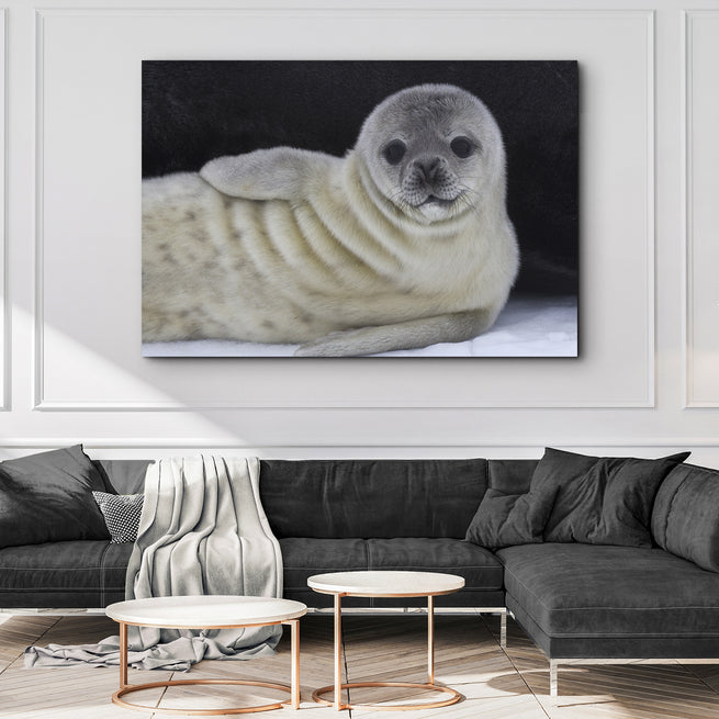 Seal Canvas Wall Art - One of a Kind Unique Decor - by Tailored Canvases