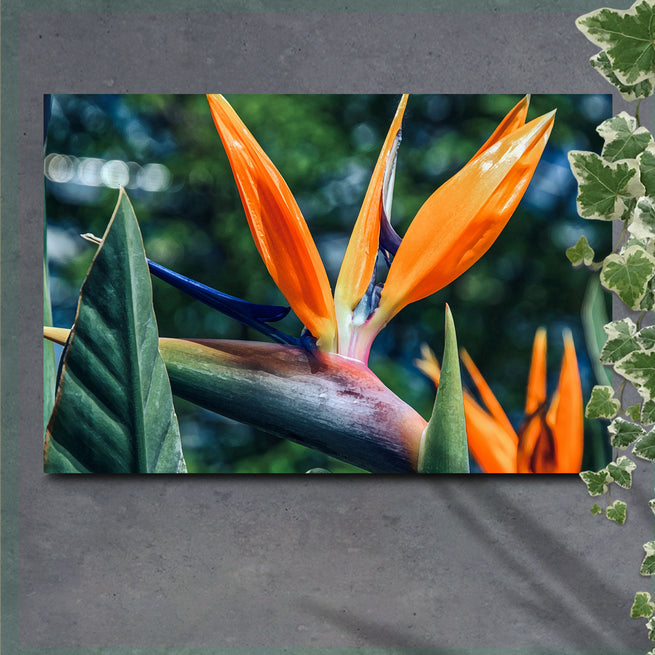 Bringing The Tropics Home: Decorating Ideas For Tailored Canvases' Bird Of Paradise Canvas Prints - Image by Tailored Canvases