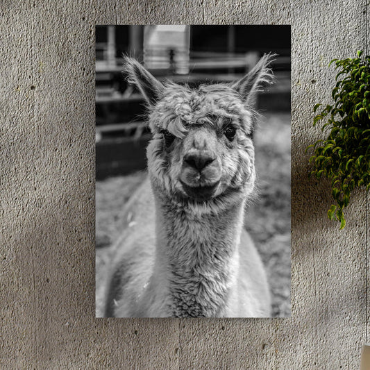 Improve Your Home's Curb Appeal with Alpaca Wall Art - by Tailored Canvases