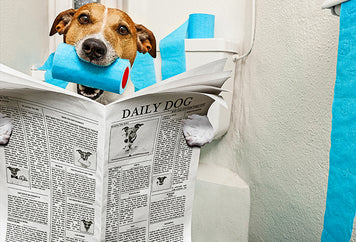 collections/dog_newspaper.jpg