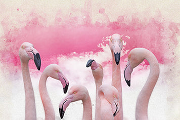 collections/flamingo.jpg