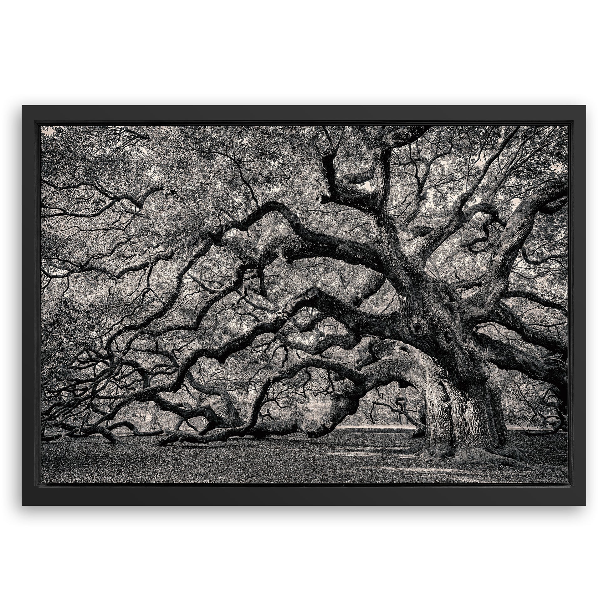 Save 33% When You Add A Frame To Your 18x12 Monochrome Angel Oak Tree Wall Art Canvas Now
