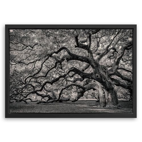 Save 33% When You Add A Frame To Your 18x12 Monochrome Angel Oak Tree Wall Art Canvas Now