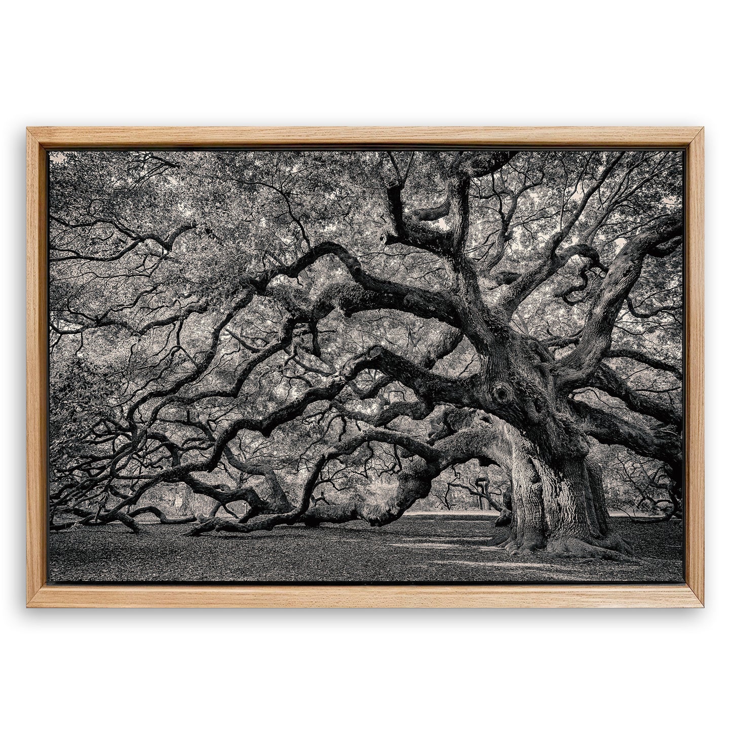 Save 33% When You Add A Frame To Your 18x12 Monochrome Angel Oak Tree Wall Art Canvas Now
