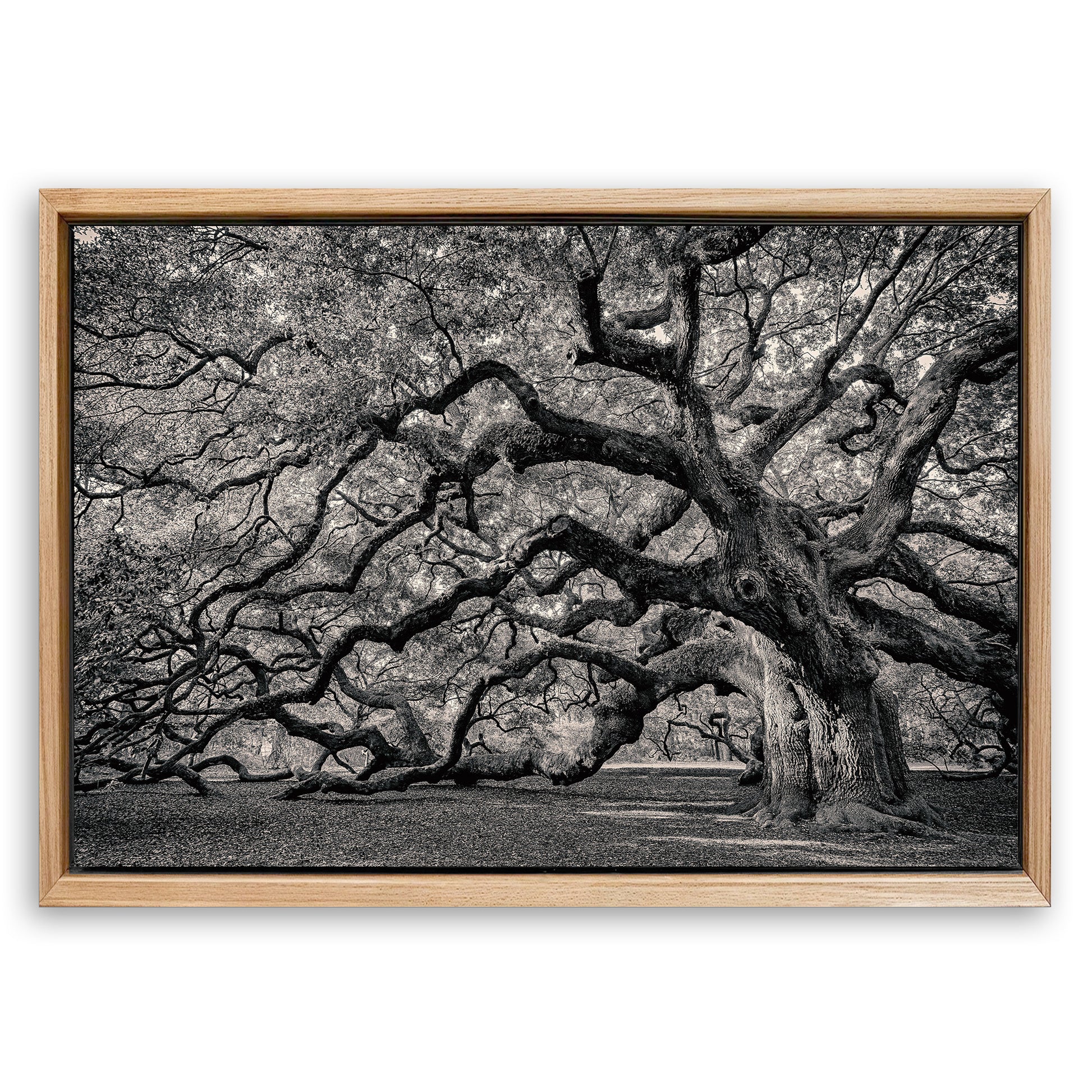 Save 33% When You Add A Frame To Your 18x12 Monochrome Angel Oak Tree Wall Art Canvas Now