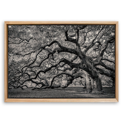 Save 33% When You Add A Frame To Your 18x12 Monochrome Angel Oak Tree Wall Art Canvas Now
