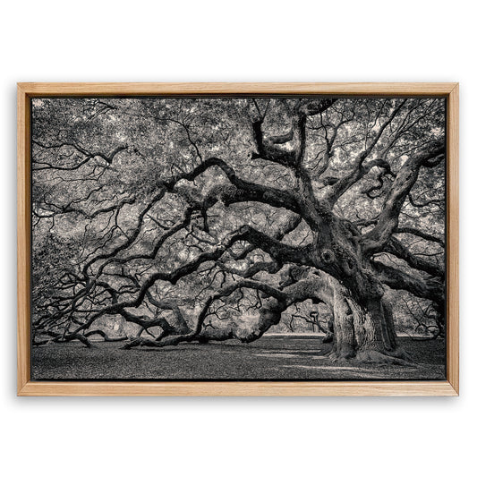 Save 33% When You Add A Frame To Your 18x12 Monochrome Angel Oak Tree Wall Art Canvas Now