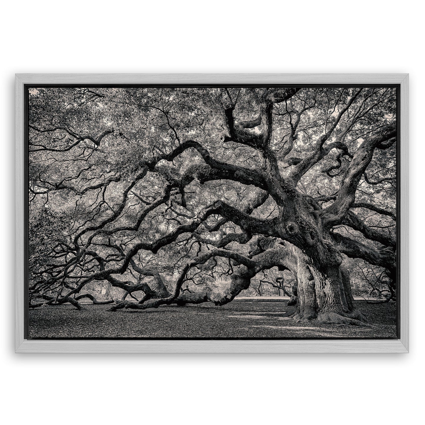 Save 33% When You Add A Frame To Your 18x12 Monochrome Angel Oak Tree Wall Art Canvas Now