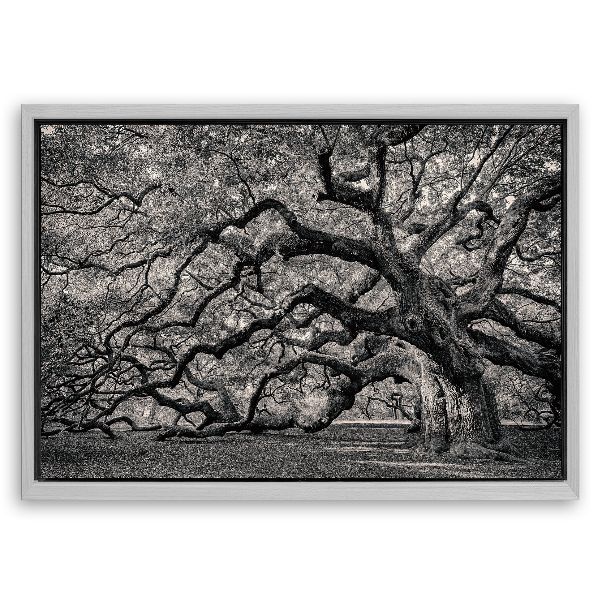 Save 33% When You Add A Frame To Your 18x12 Monochrome Angel Oak Tree Wall Art Canvas Now