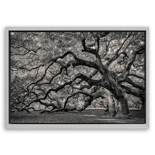 Save 33% When You Add A Frame To Your 36x24 Monochrome Angel Oak Tree Wall Art Canvas Now