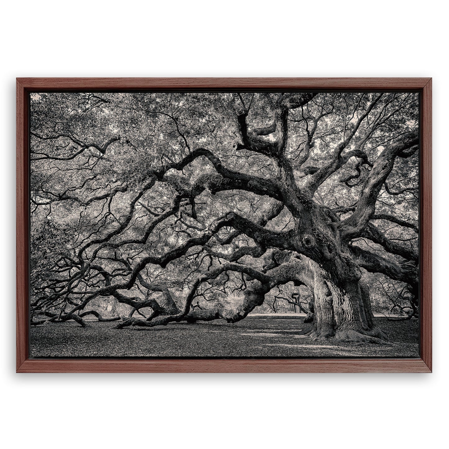 Save 33% When You Add A Frame To Your 18x12 Monochrome Angel Oak Tree Wall Art Canvas Now