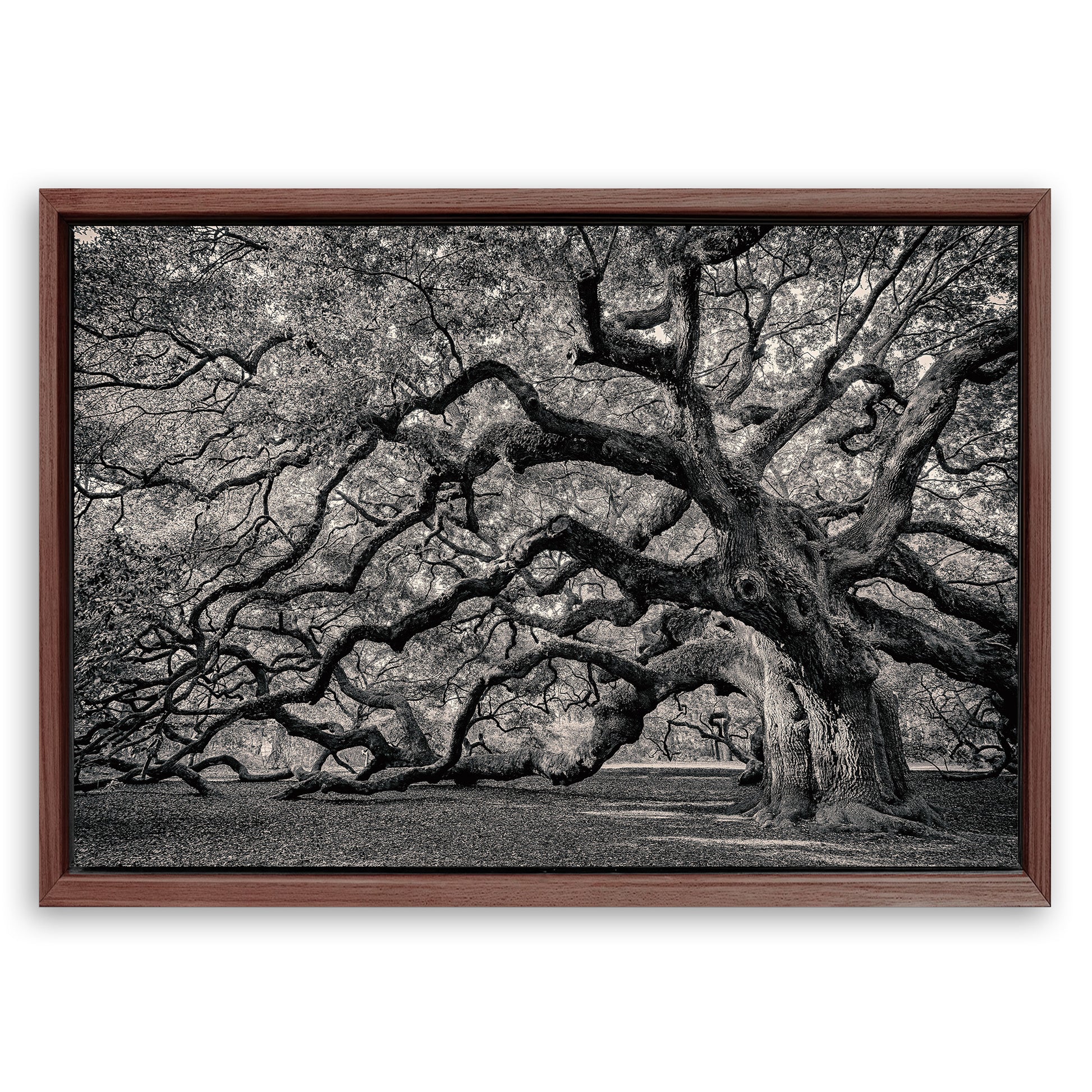 Save 33% When You Add A Frame To Your 18x12 Monochrome Angel Oak Tree Wall Art Canvas Now