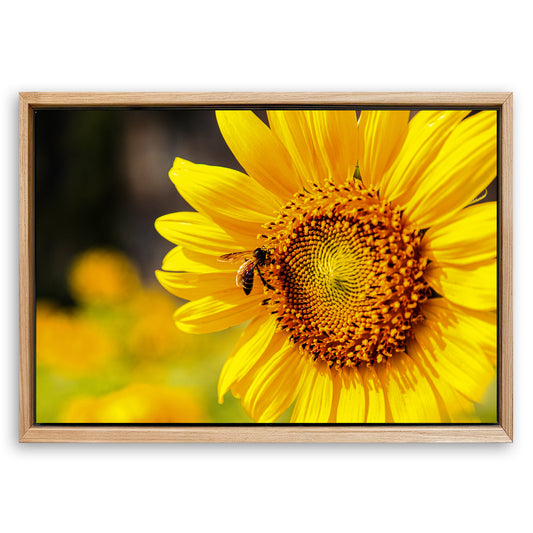 Save 33% When You Add A Frame To Your 24x16 Bee On Sunflower Wall Art Canvas Now