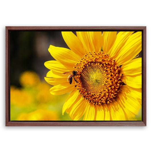 Save 33% When You Add A Frame To Your 18x12 Bee On Sunflower Wall Art Canvas Now