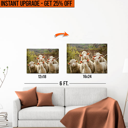 Upgrade Your 18x12 Inches 'Curious Sheep' Canvas To 24x16 Inches