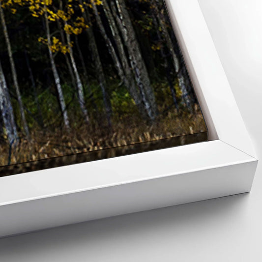 Save 33% When You Add A Frame To Your 60x30 Colorado Aspen Grove Canvas Wall Art Canvas Now