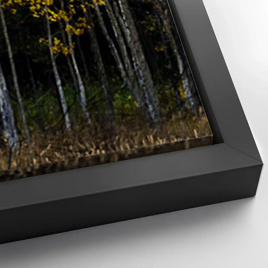 Save 33% When You Add A Frame To Your 60x30 Colorado Aspen Grove Canvas Wall Art Canvas Now