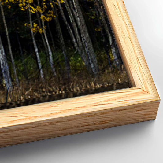 Save 33% When You Add A Frame To Your 60x30 Colorado Aspen Grove Canvas Wall Art Canvas Now