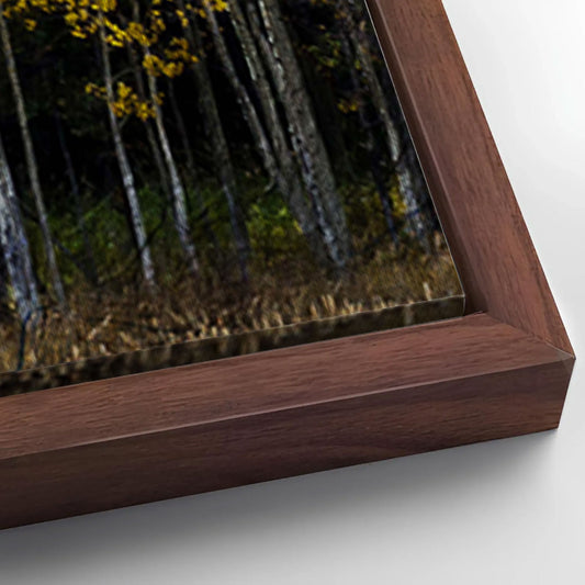 Save 33% When You Add A Frame To Your 60x30 Colorado Aspen Grove Canvas Wall Art Canvas Now