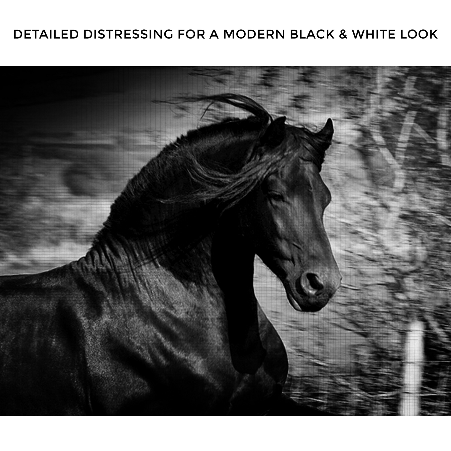 Running Black Horse Zoom - Image by Tailored Canvases