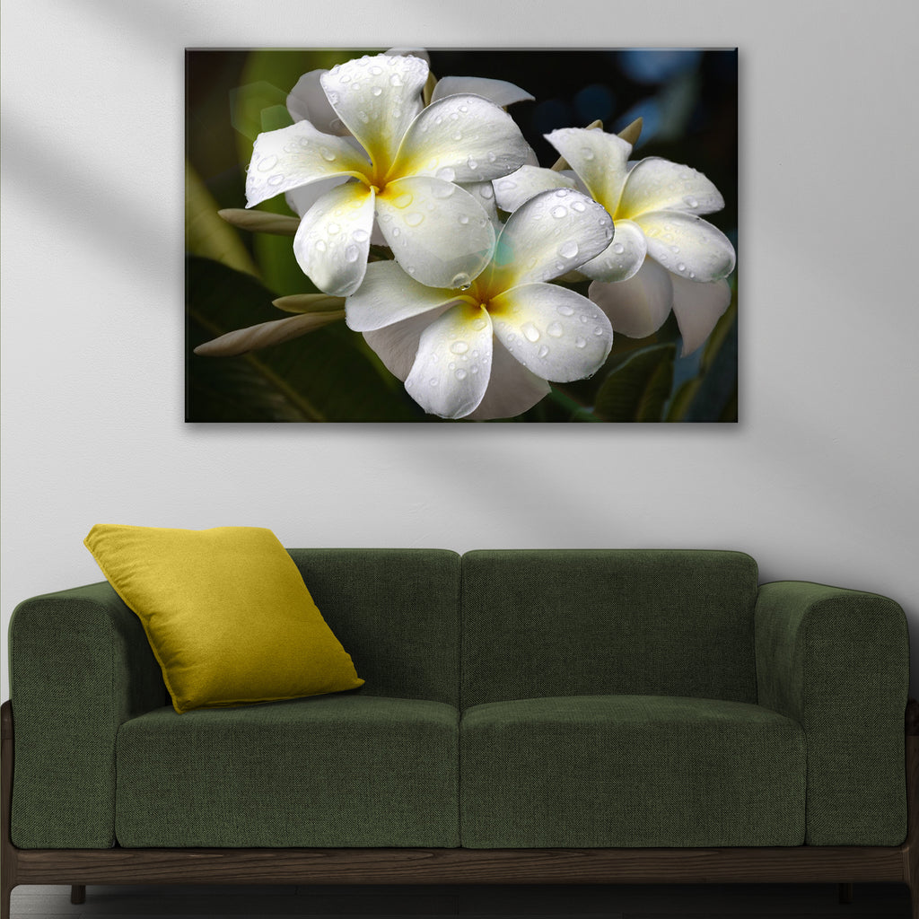 White Frangipani Flower Canvas Wall Art by Tailored Canvases