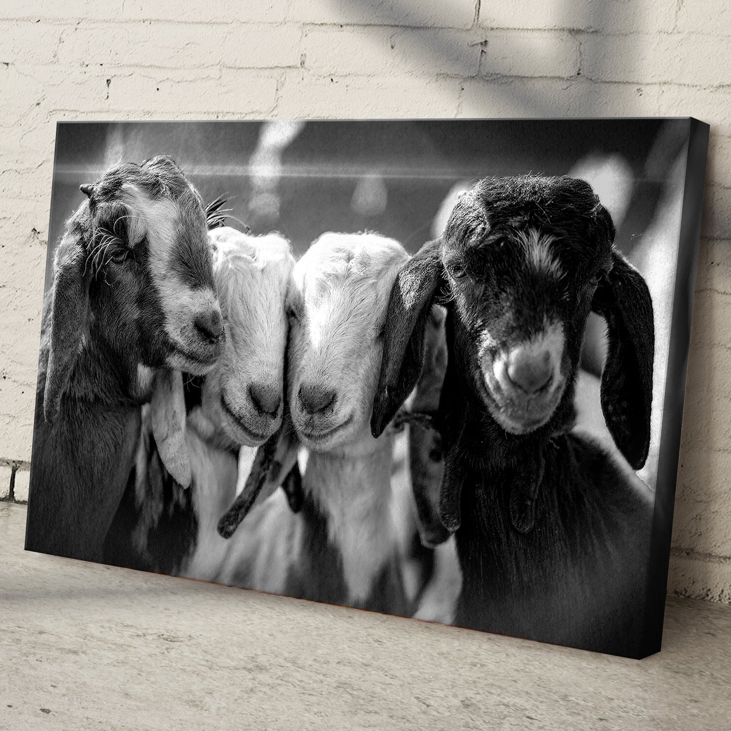 Black And White Baby Goats Canvas Wall Art Style 1 - Image by Tailored Canvases