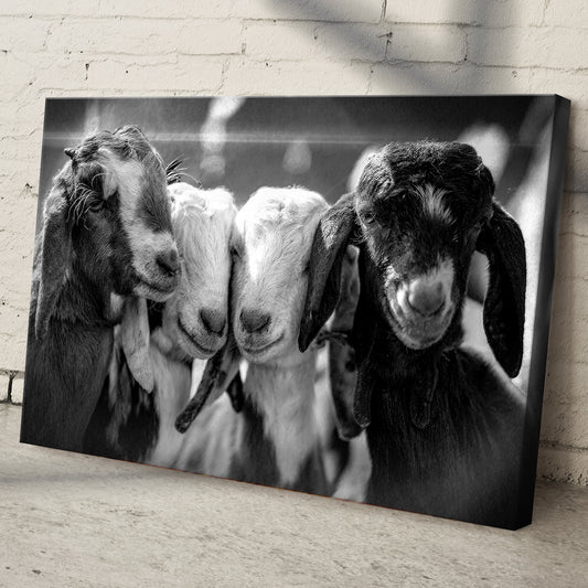 Black And White Baby Goats Canvas Wall Art - Image by Tailored Canvases