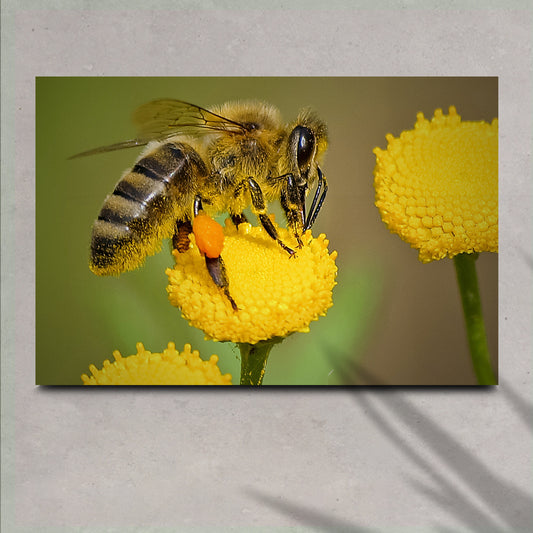 Working Honey Bee Canvas Wall Art - Image by Tailored Canvases