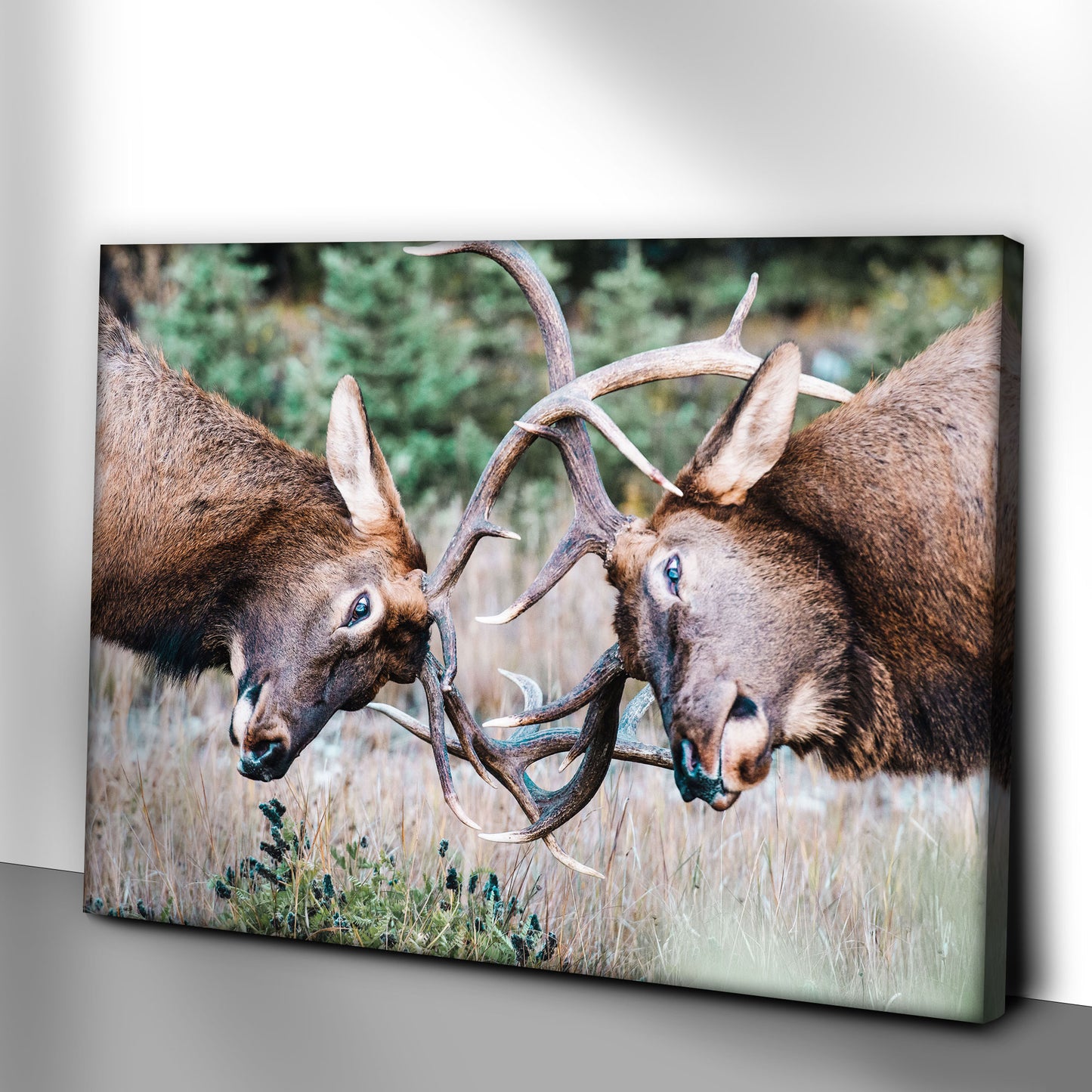 Deer Bucks Sparring Canvas Wall Art Style 1 - Image by Tailored Canvases