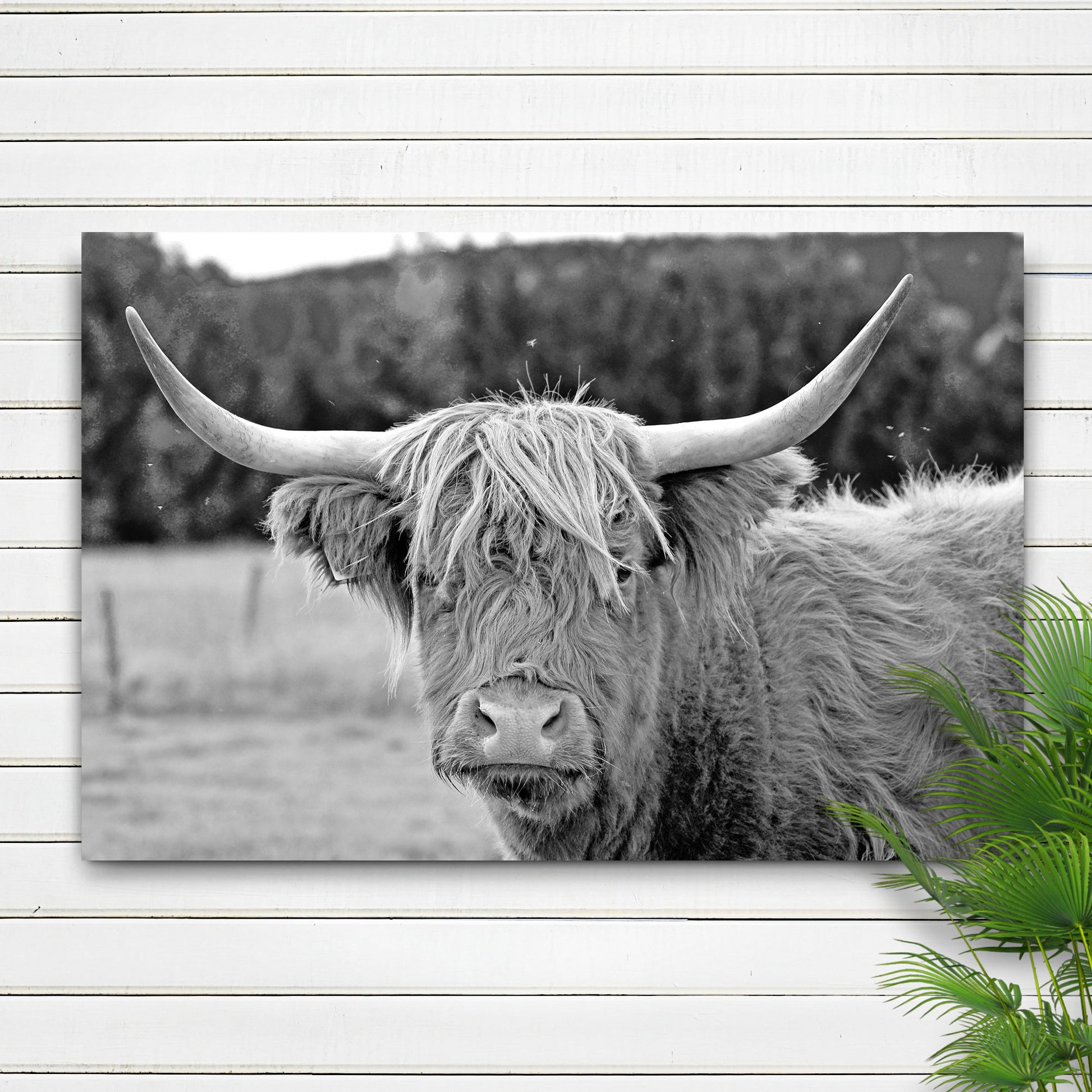 Black And White Highland Cow Canvas Wall Art II - Image by Tailored Canvases