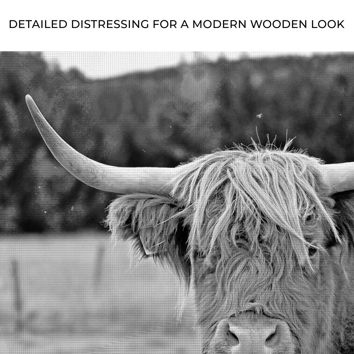 Black And White Highland Cow Canvas Wall Art II Zoom - Image by Tailored Canvases