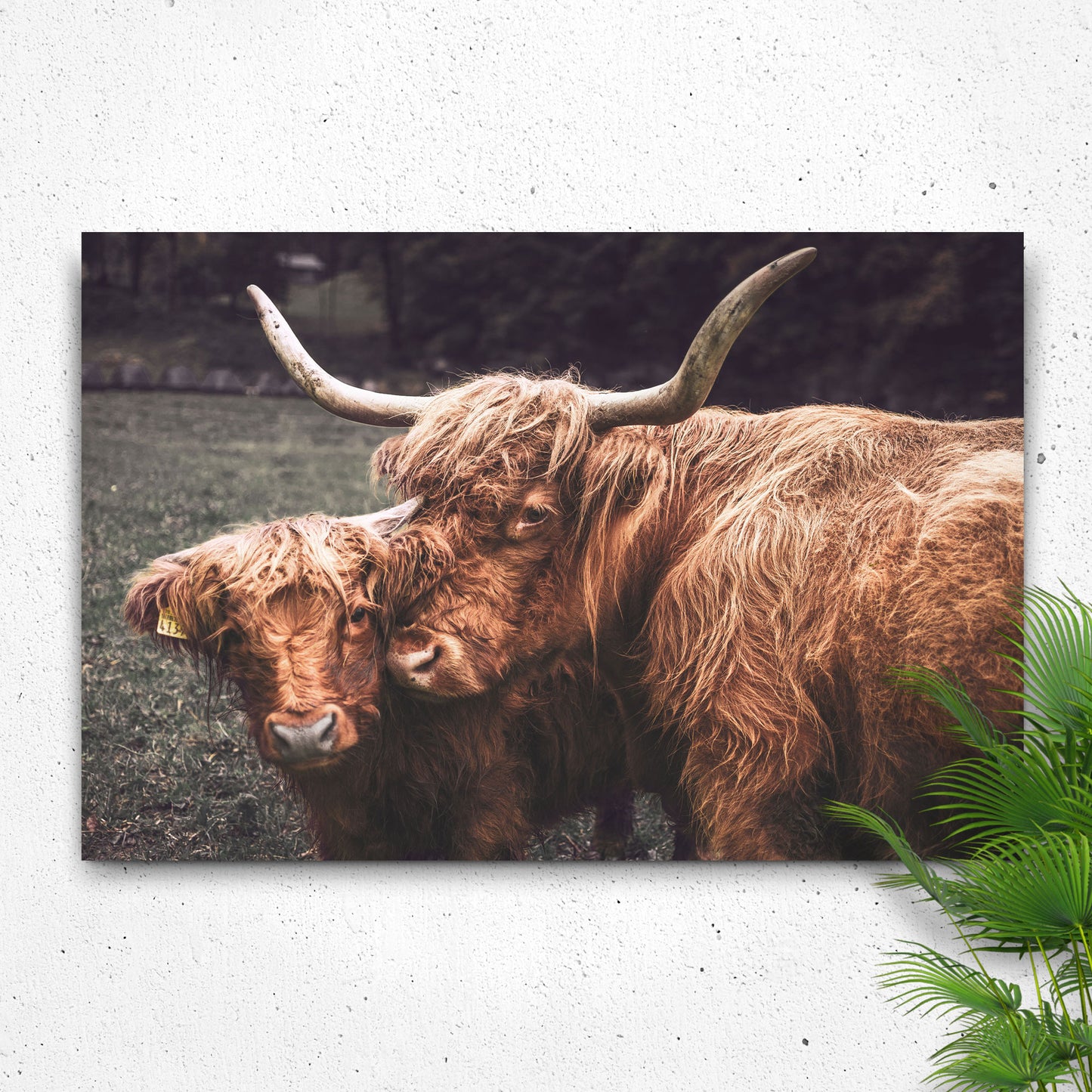Mother And Baby Highland Cow Canvas Wall Art - Image by Tailored Canvases