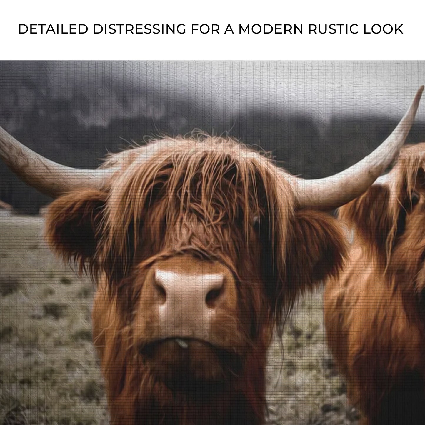 Curious Duo Highland Cow Canvas Wall Art Zoom - Image by Tailored Canvases