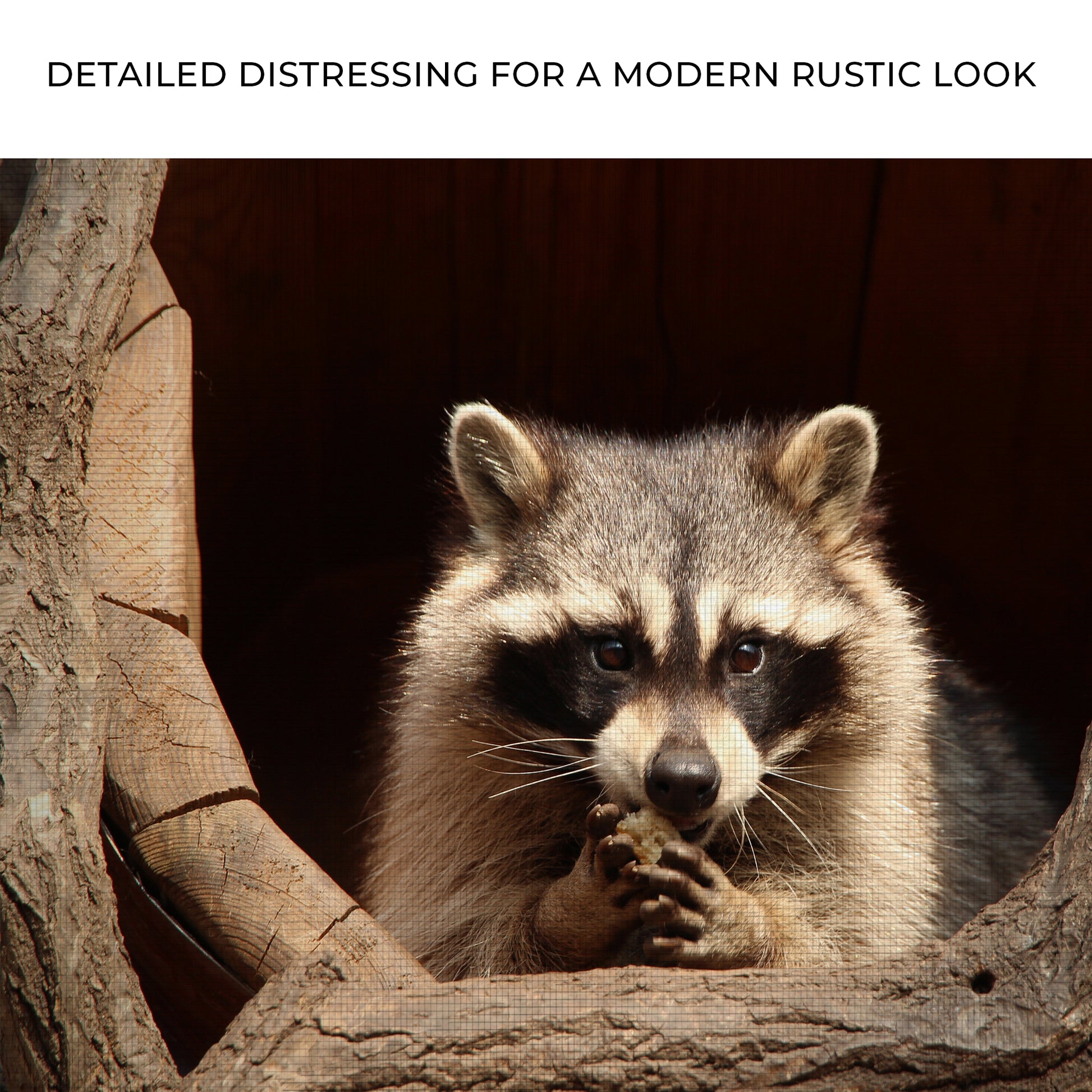 Animals Forest Raccoon Tree Canvas Wall Art II Zoom - Image by Tailored Canvases