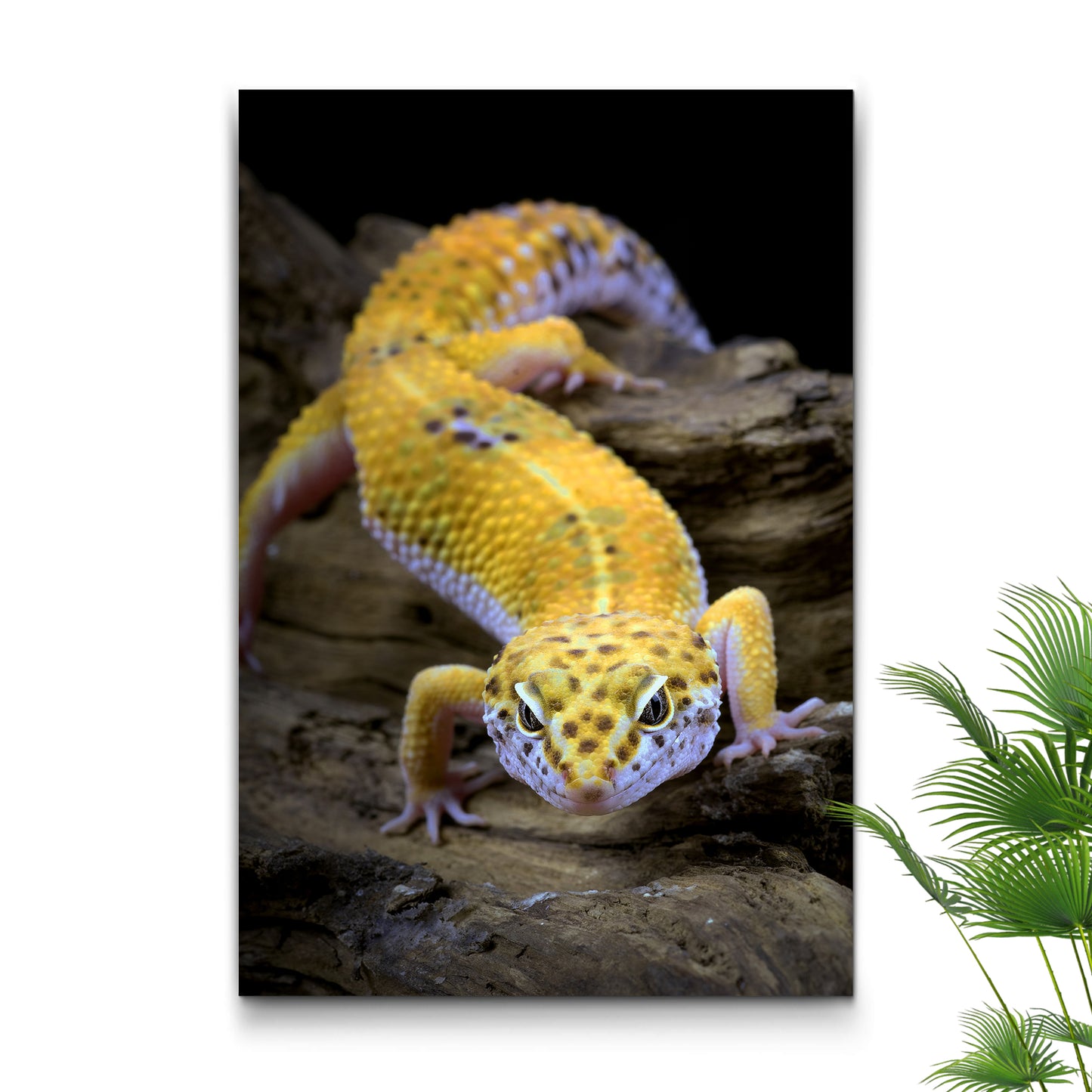 Reptile Lizard Leopard Gecko Canvas Wall Art Style 1 - Image by Tailored Canvases