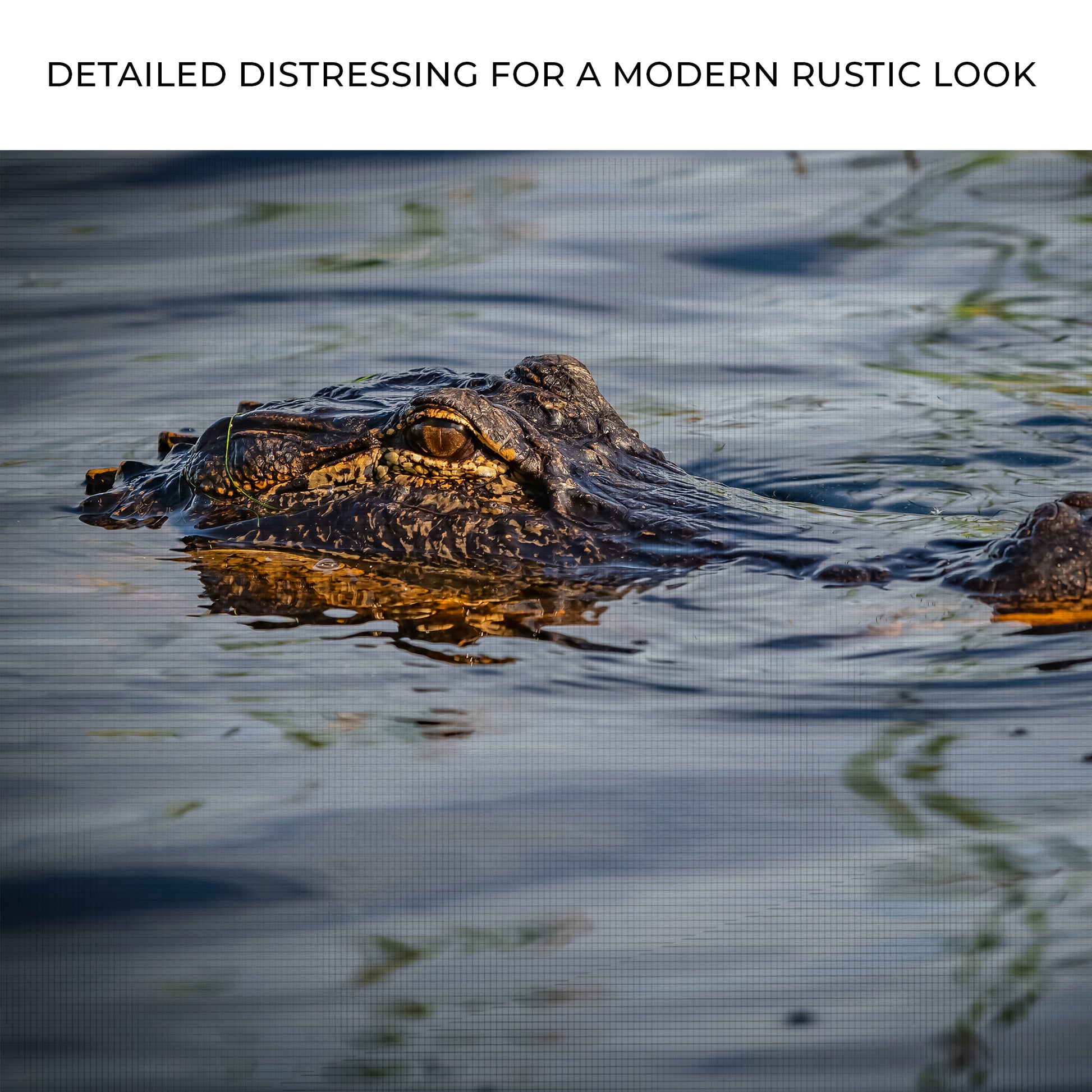 Reptile Alligator Peeking Canvas Wall Art Zoom - Image by Tailored Canvases