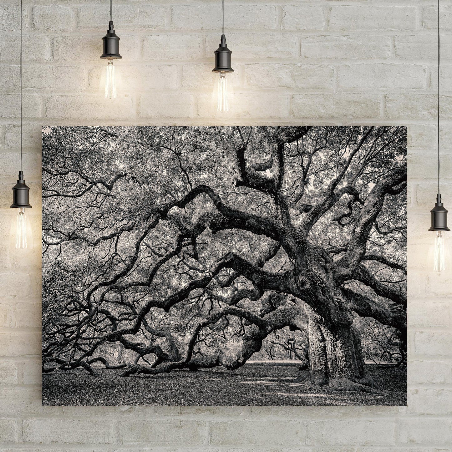 Monochrome Angel Oak Tree Canvas Wall Art (Free Shipping)