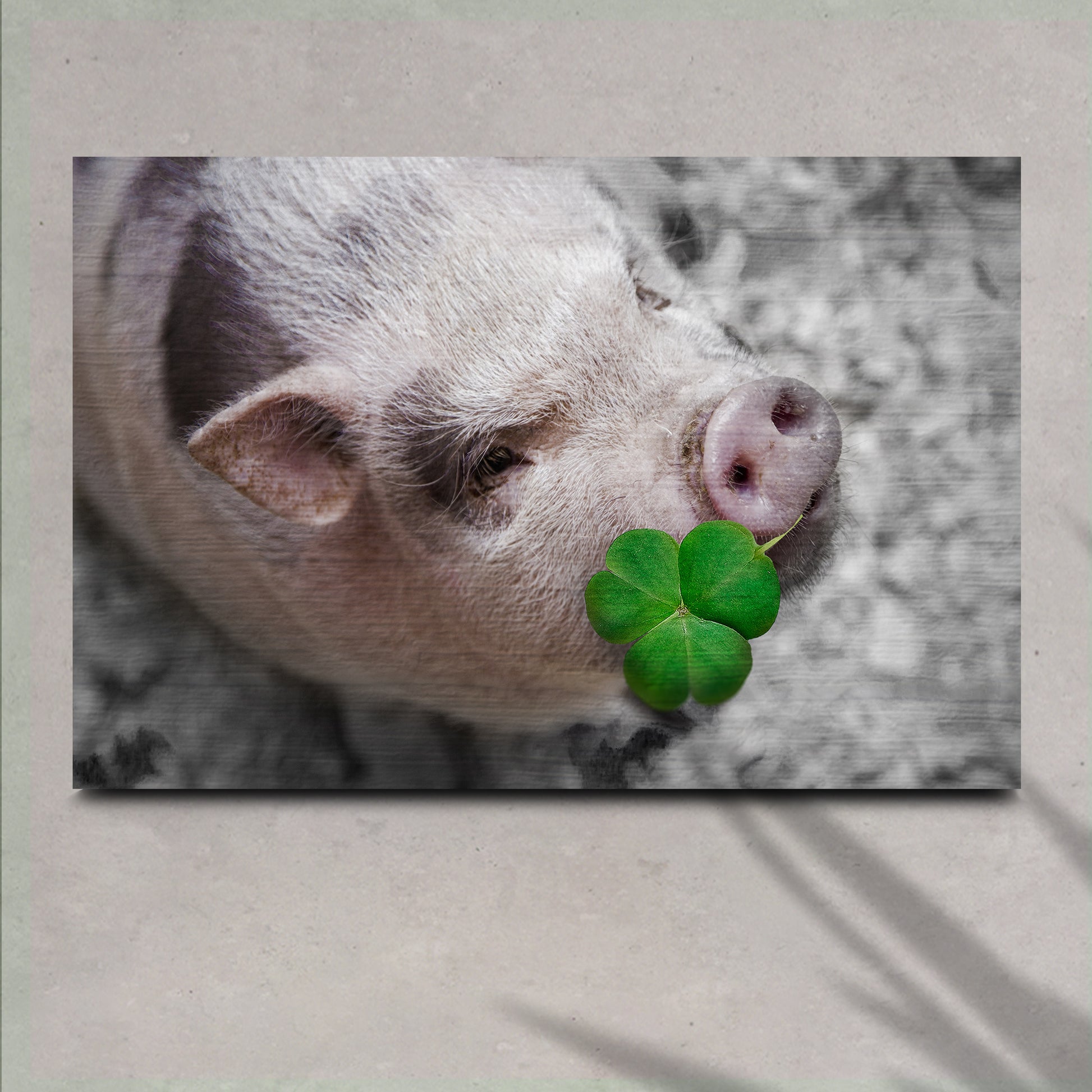 Pig With Shamrock Canvas Wall Art - Image by Tailored Canvases