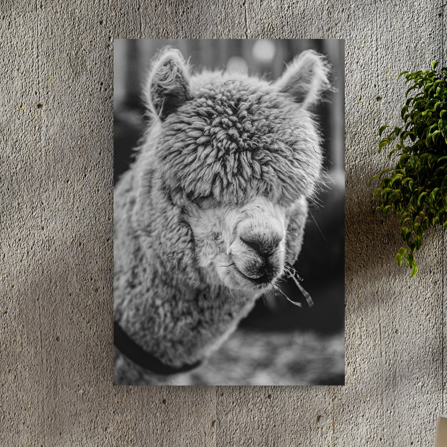 Monochrome Alpaca Up Close Portrait Canvas Wall Art - Image by Tailored Canvases