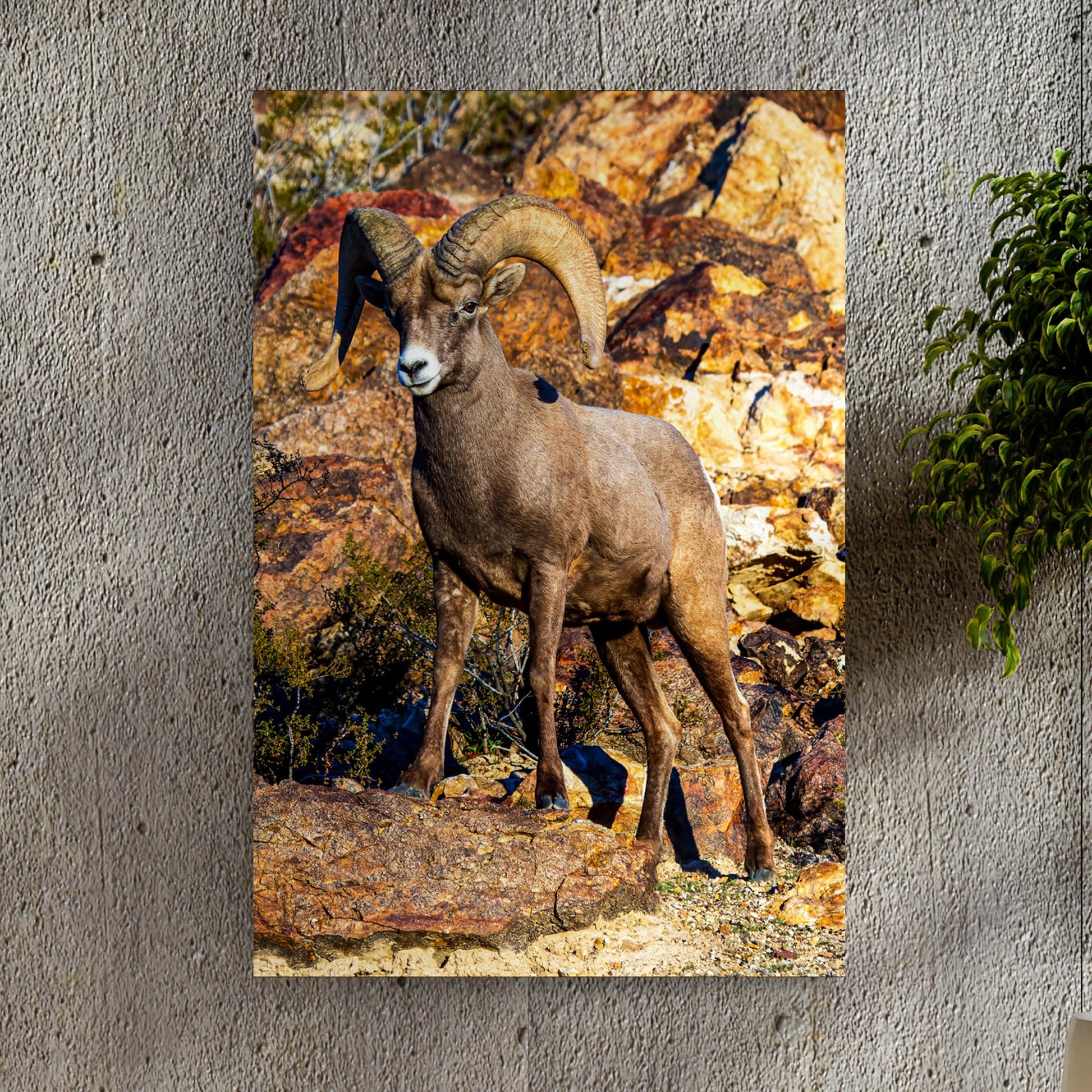 Rocky Mountain Big Horned Sheep Canvas Wall Art - Image by Tailored Canvases
