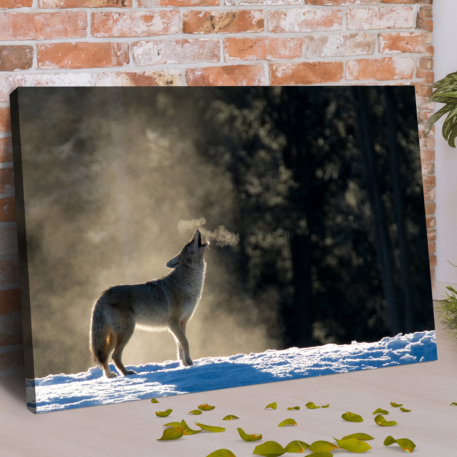 Animals Forest Coyote Howling Canvas Wall Art Style 2 - by Tailored Canvases