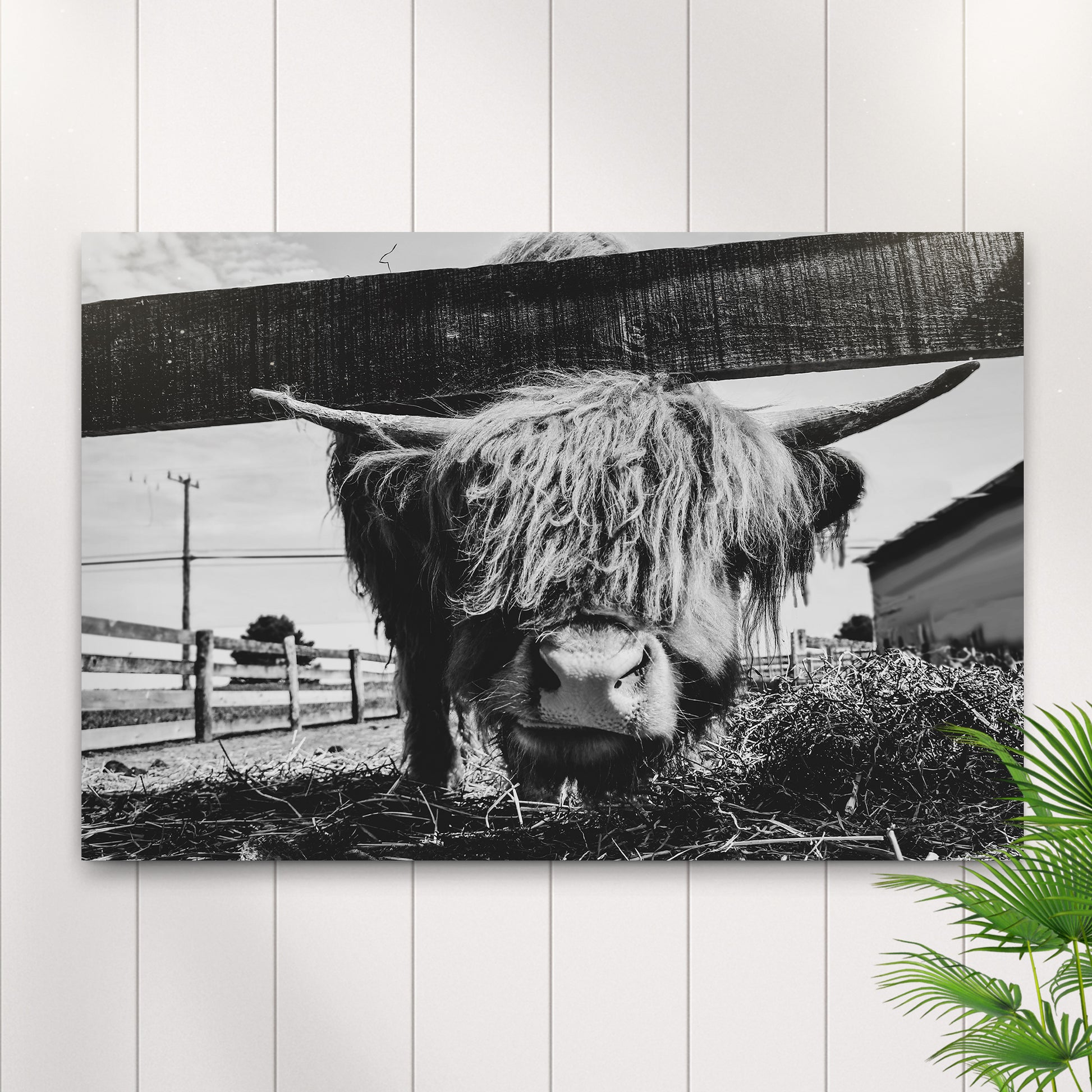 Curious Highland Cattle Monochrome Canvas Wall Art - Image by Tailored Canvases