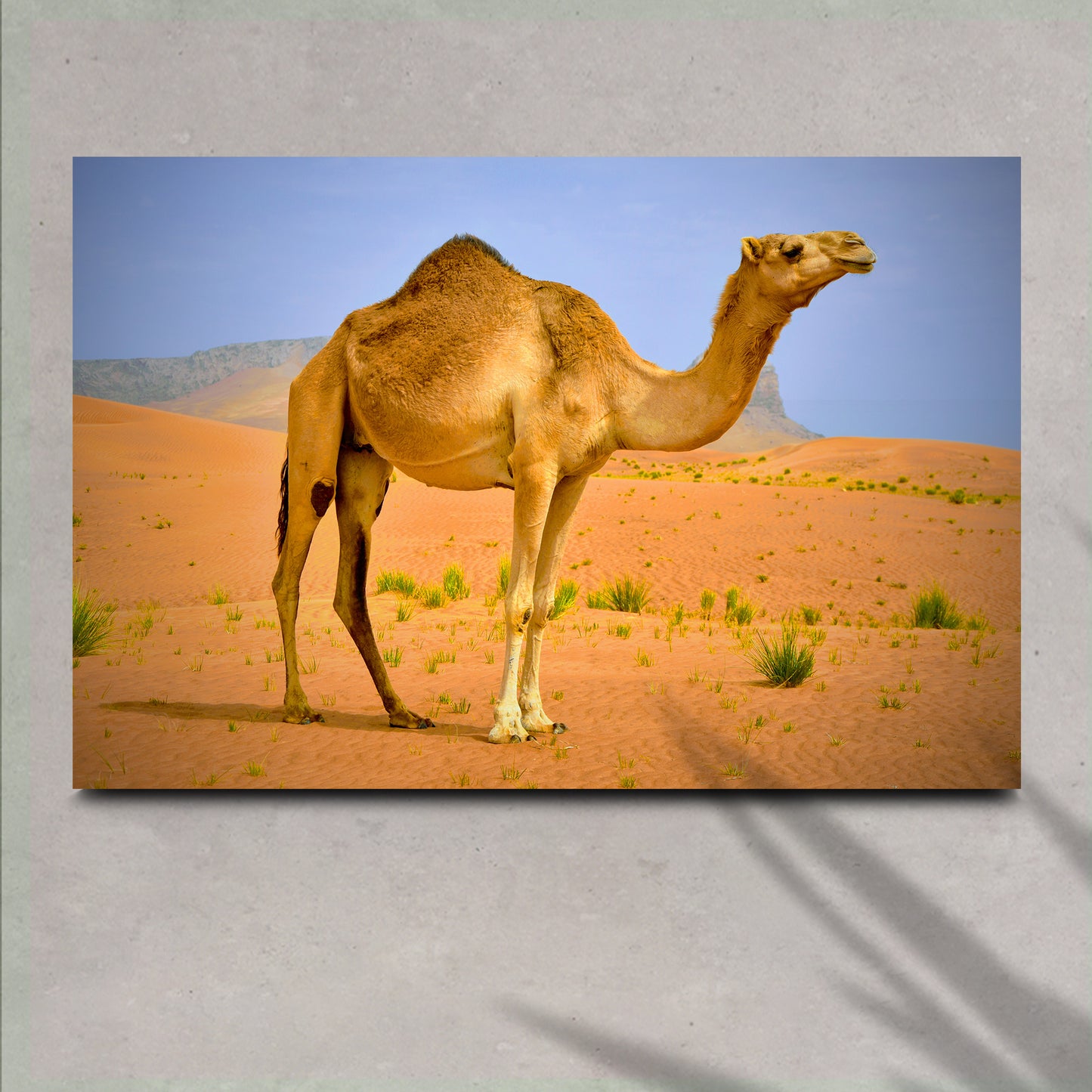 Arabian Camel Canvas Wall Art - Image by Tailored Canvases