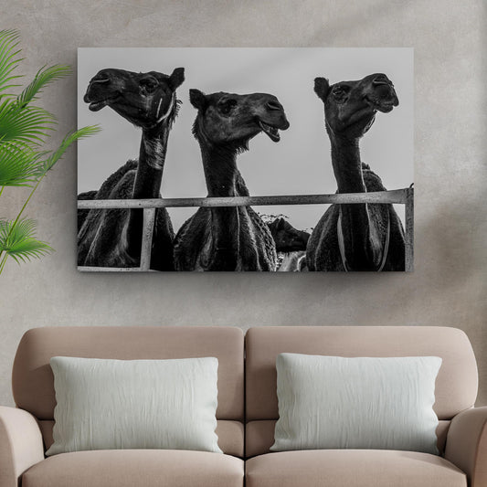 Camels In Monochrome Canvas Wall Art - Image by Tailored Canvases