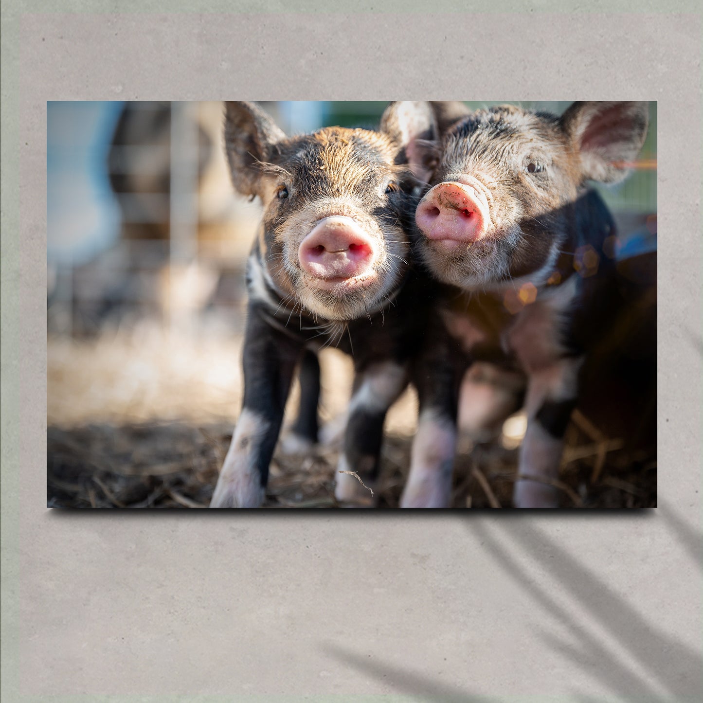 Adorable Piglets Canvas Wall Art - Image by Tailored Canvases