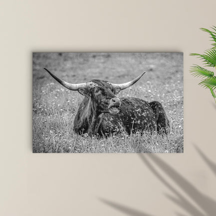 Black And White Longhorn Bull Canvas Wall Art - Image by Tailored Canvases